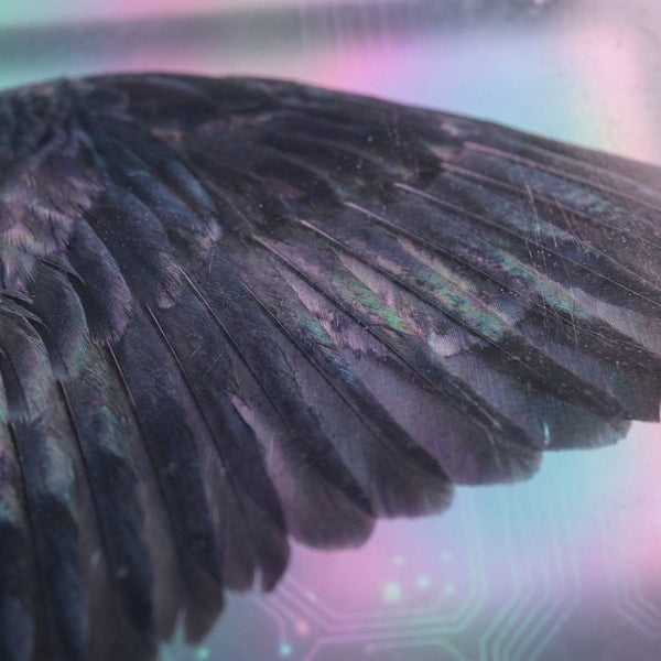 Ethereal Wing Fragment Obsidian Wall Art