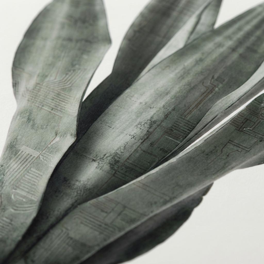 Linear Botanical Presence in Void