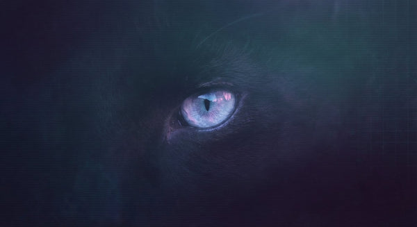 The Predatory Gaze in Obsidian Shadow