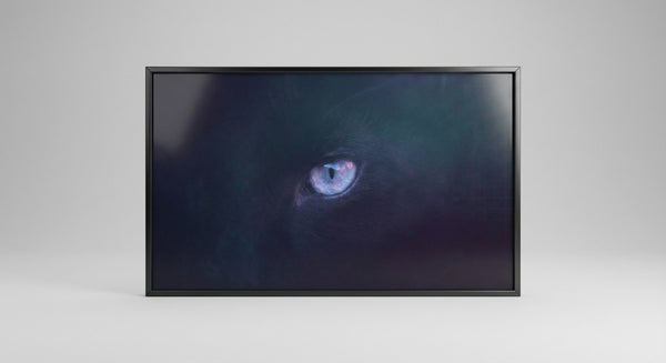 The Predatory Gaze in Obsidian Shadow